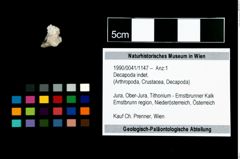 Foto (Objekt + Etikett) von Decapoda indet.  (NHMW-GEO-1990-0041-1147)